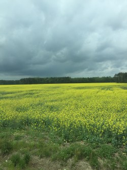storm canola