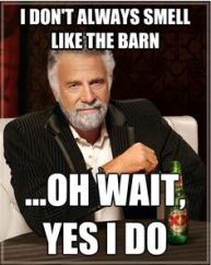 smell like barn